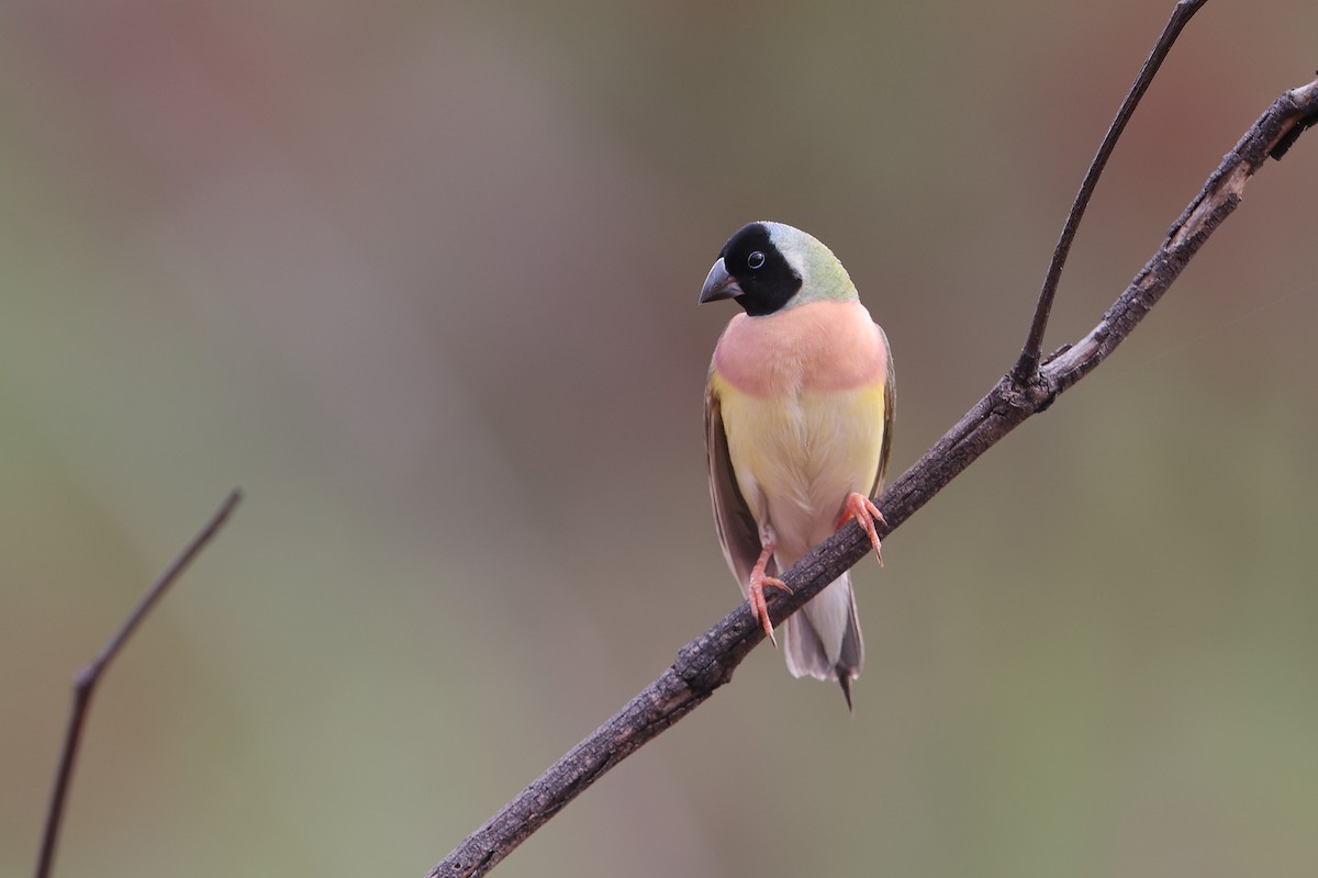 Gouldian Finch - ML632879637