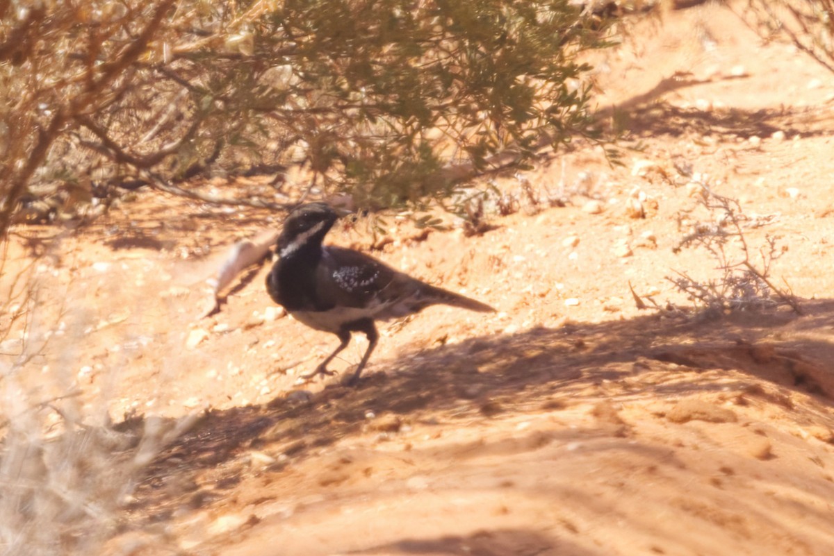 Chestnut Quail-thrush - ML632879657