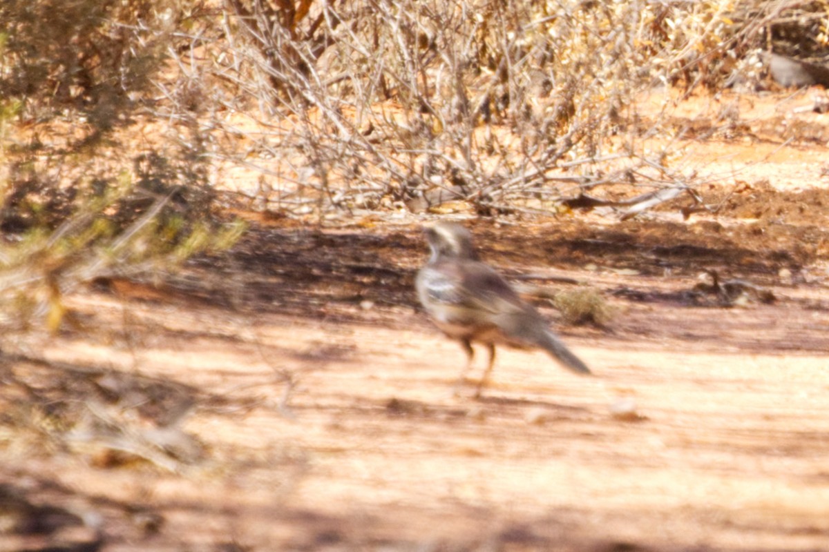 Chestnut Quail-thrush - ML632879658