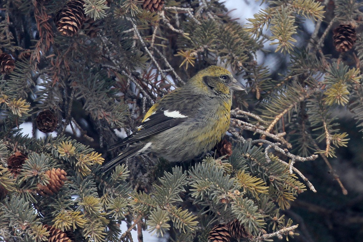 White-winged Crossbill - ML632879686