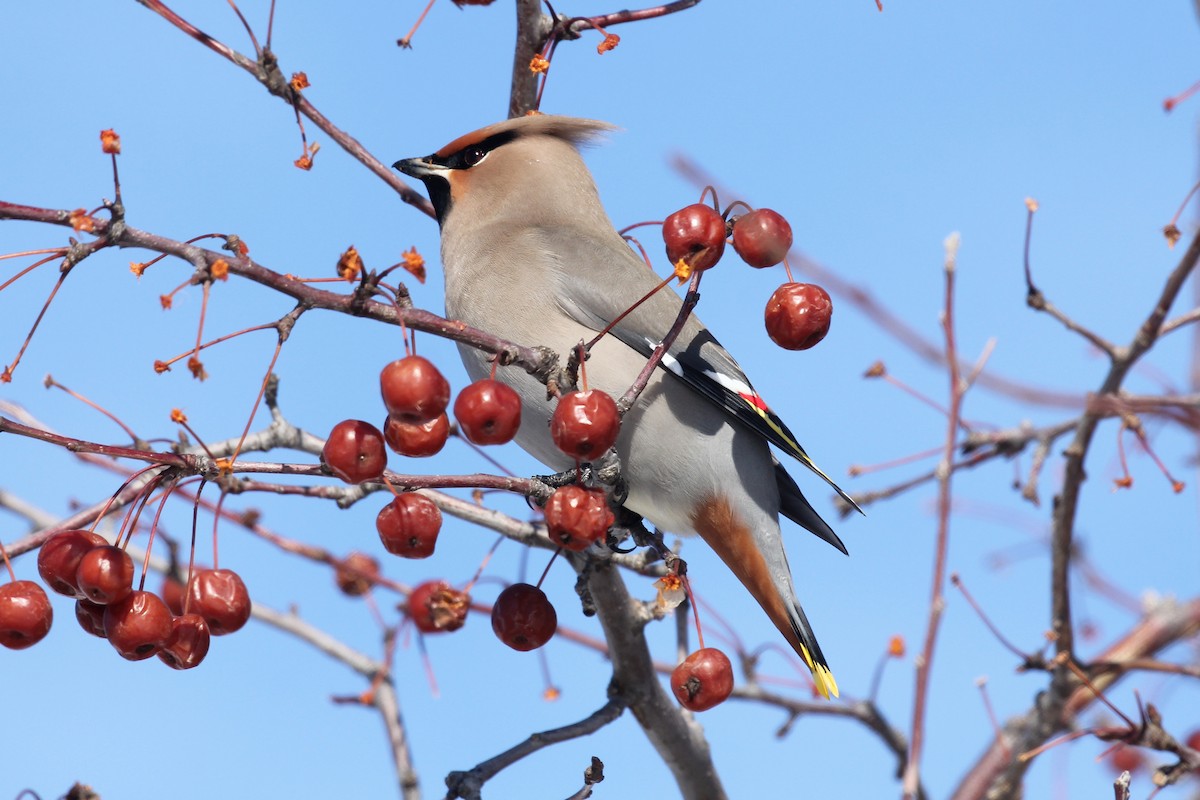 Bohemian Waxwing - ML632879781