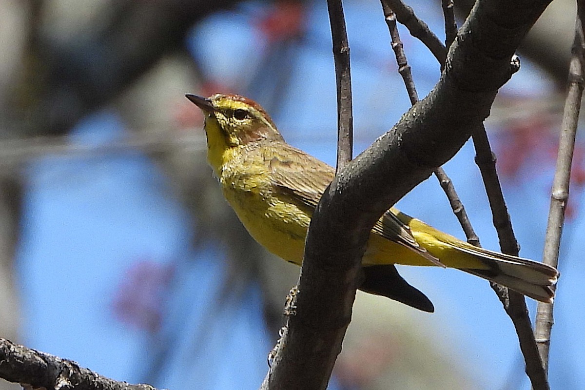Palm Warbler - ML632879969