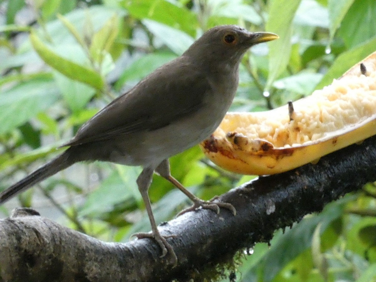 Ecuadorian Thrush - ML632879991