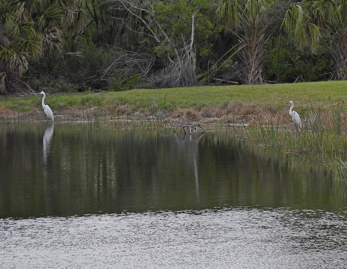 Great Blue Heron (Great White) - ML632880013