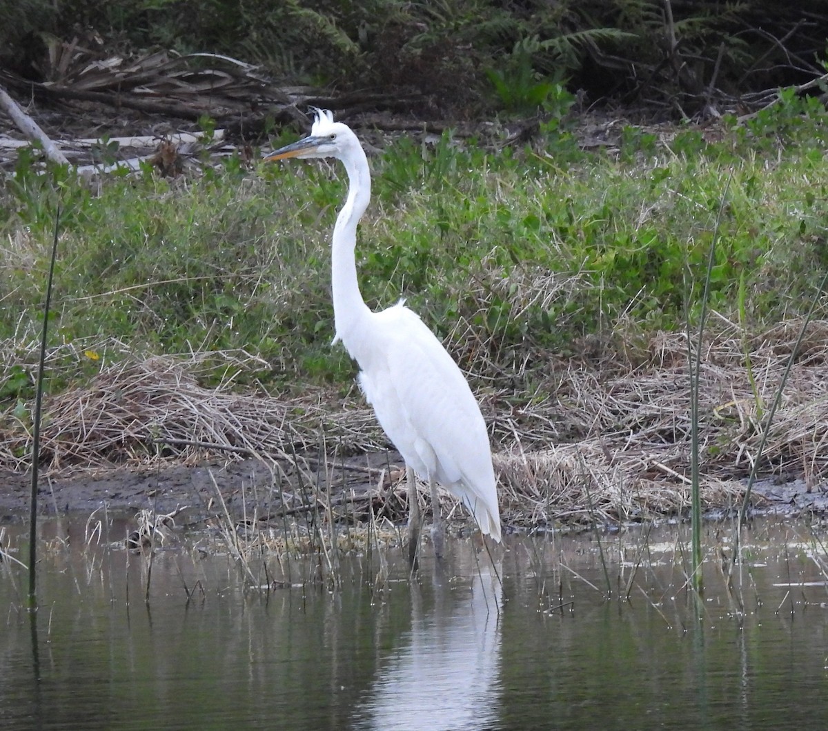 Great Blue Heron (Great White) - ML632880014