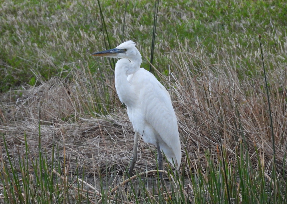 Great Blue Heron (Great White) - ML632880015