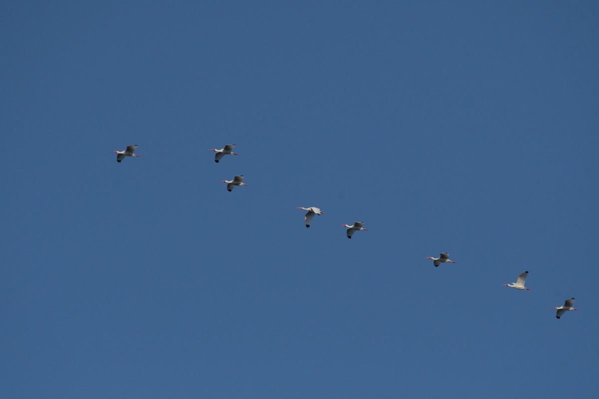 White Ibis - ML632880222