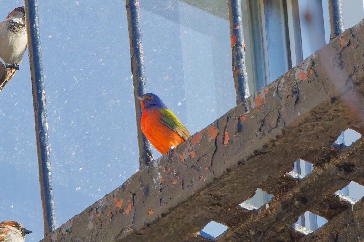 Painted Bunting - ML632880275