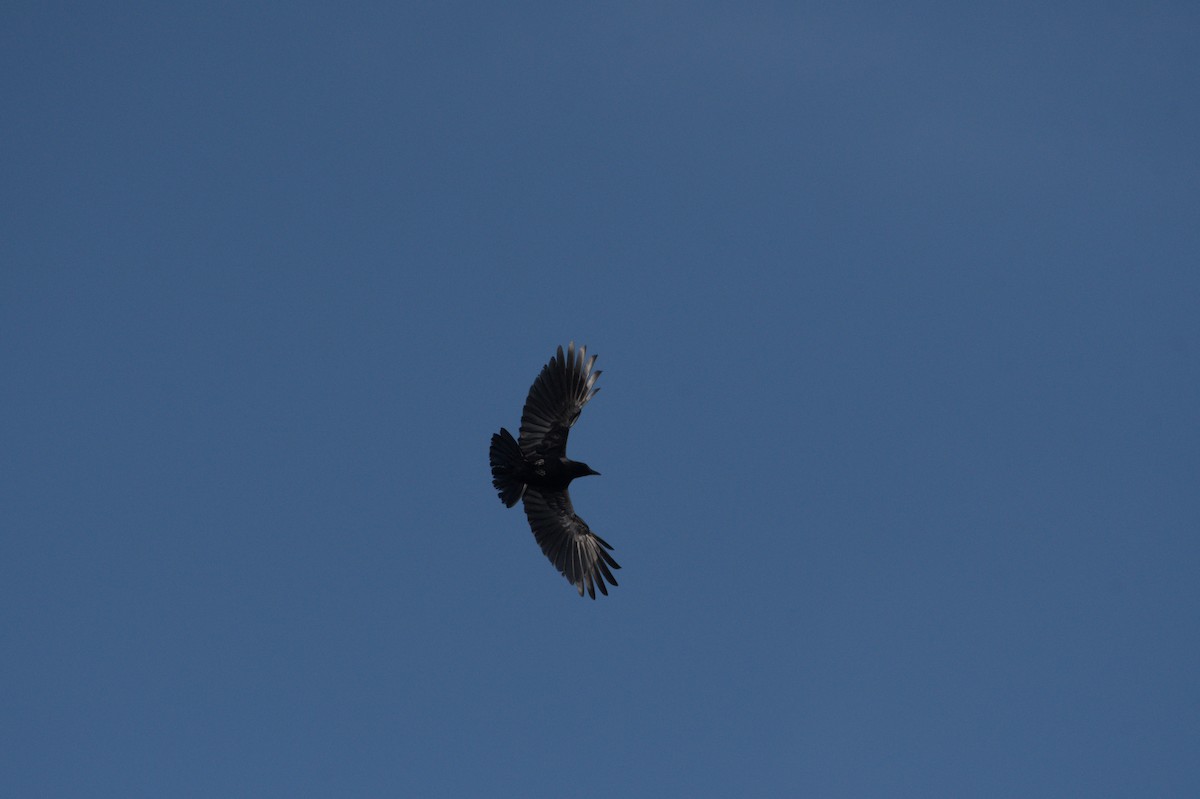 American Crow - ML632880300