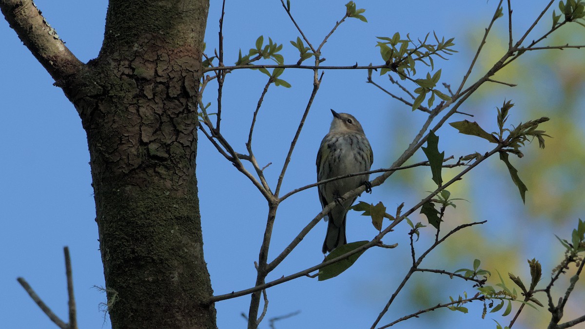Yellow-rumped Warbler - ML632880319