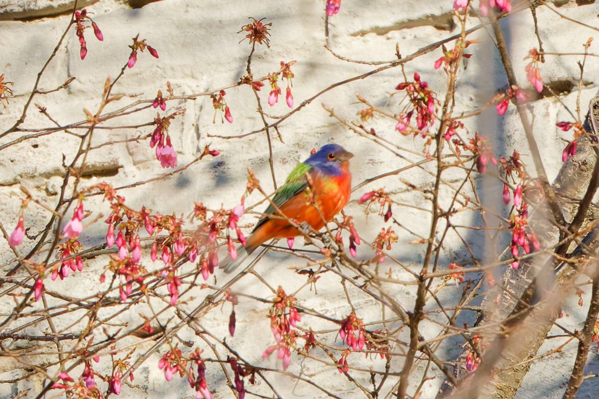 Painted Bunting - ML632880320