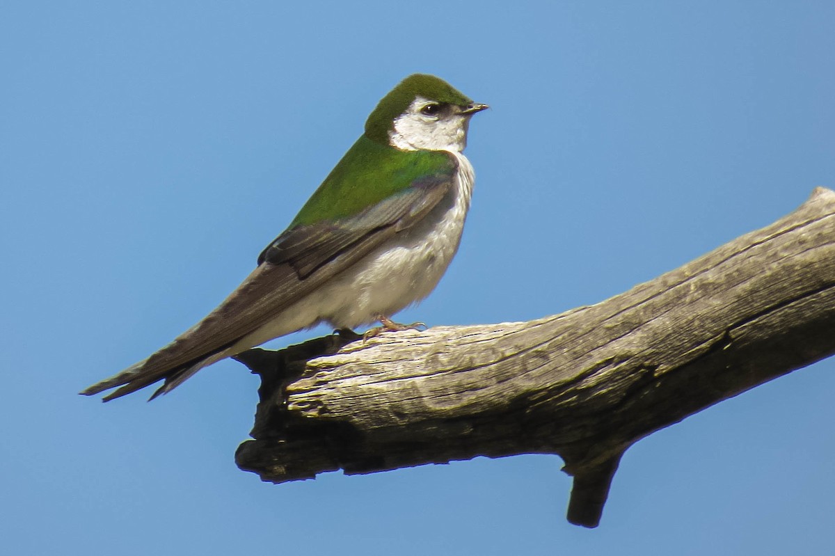 Violet-green Swallow - ML632880517
