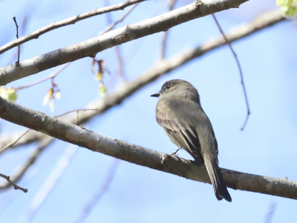 Eastern Phoebe - ML632880720