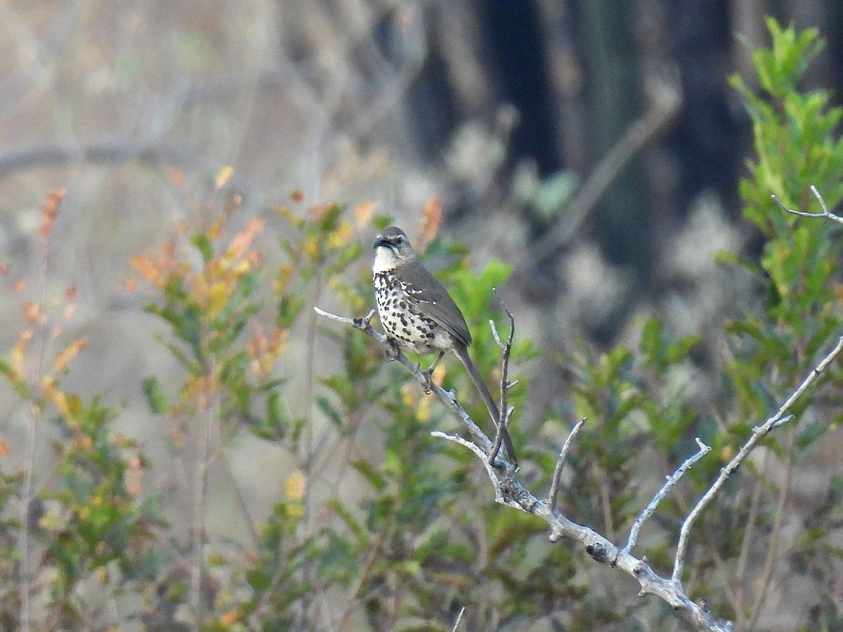 Ocellated Thrasher - ML632880773