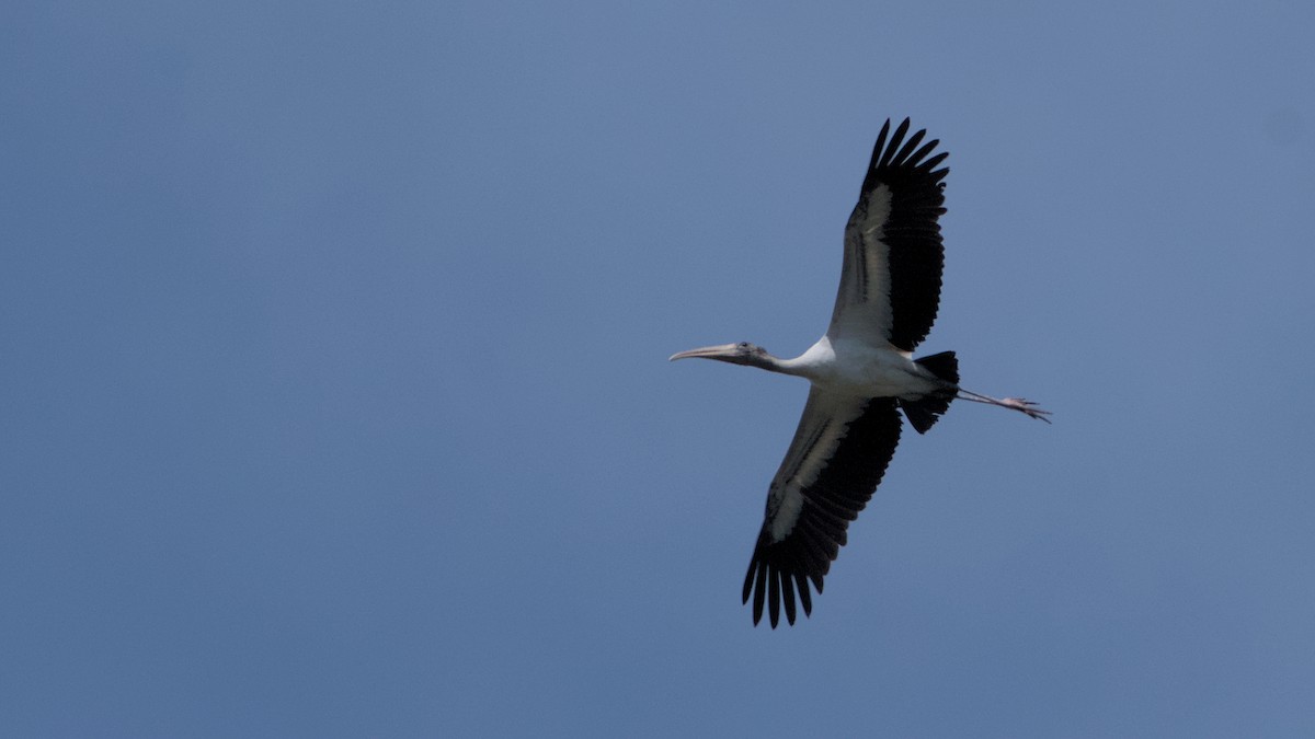 Wood Stork - ML632880795