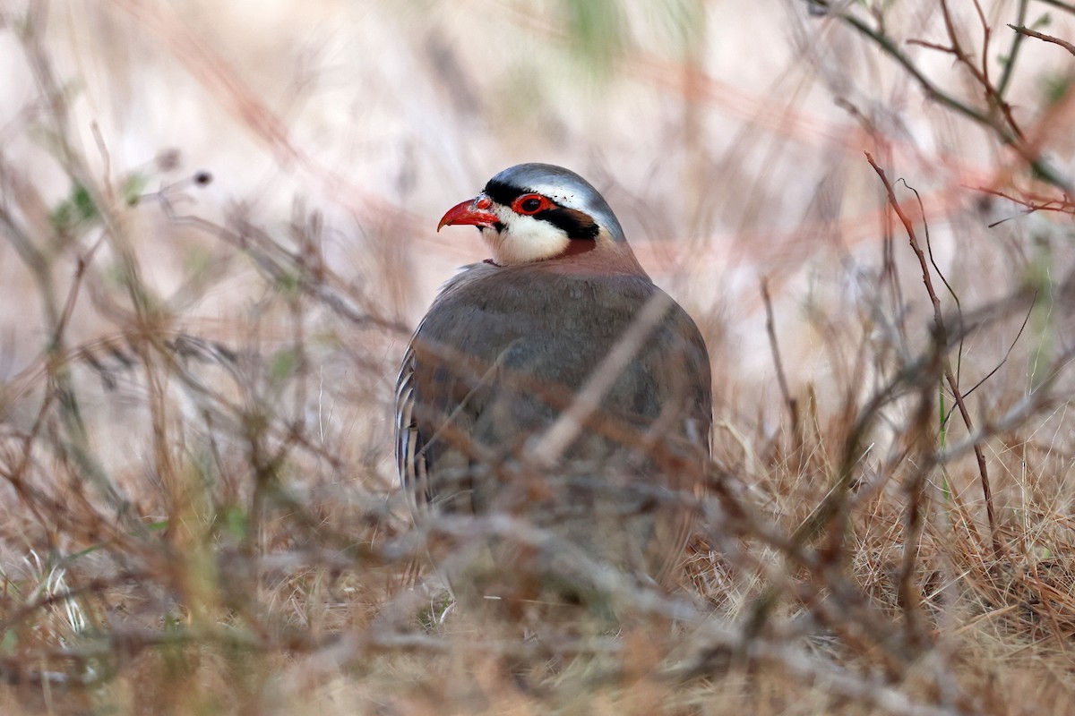 Хахилаг - ML632880869