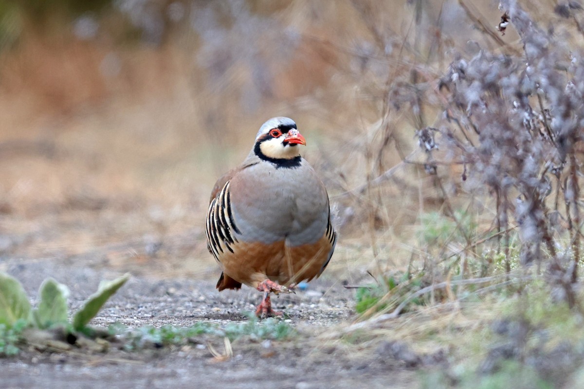 Хахилаг - ML632880870