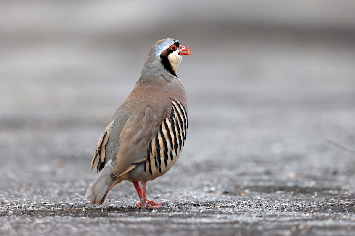 Хахилаг - ML632880871