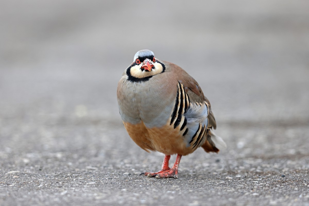 Хахилаг - ML632880872