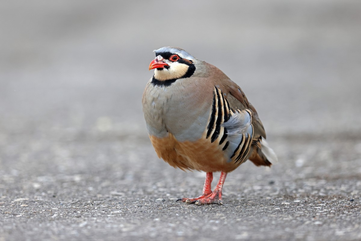 Хахилаг - ML632880873