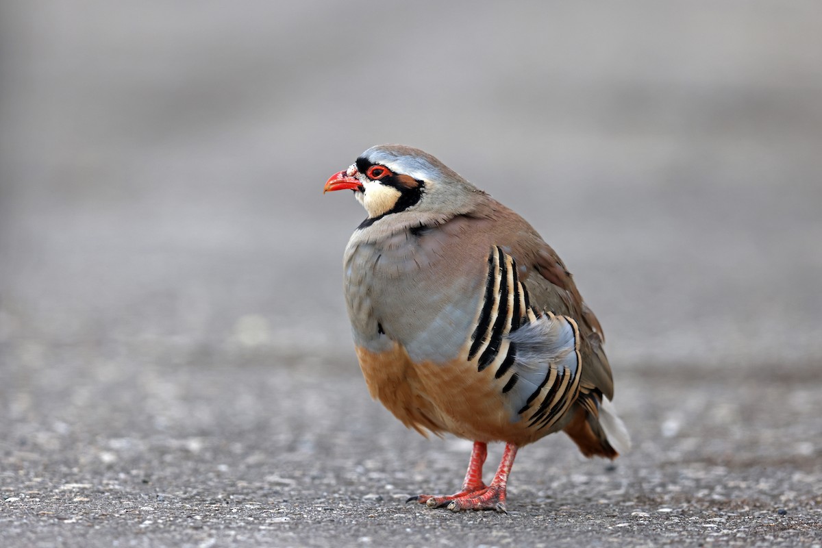 Хахилаг - ML632880874