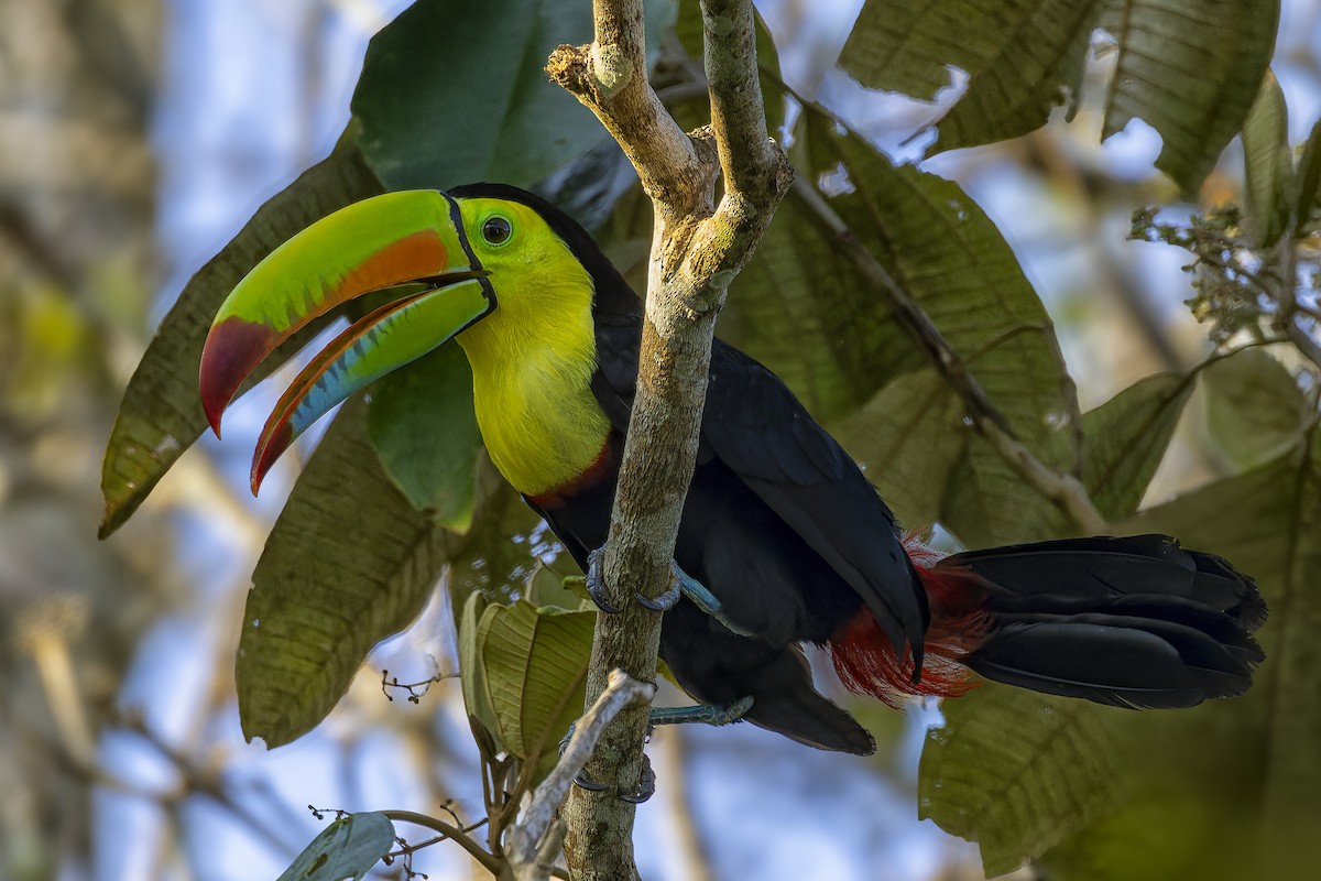 Keel-billed Toucan - ML632880966