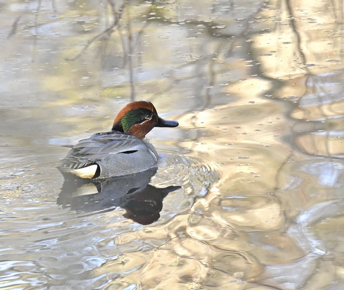 Ногоохон нугас - ML632881075