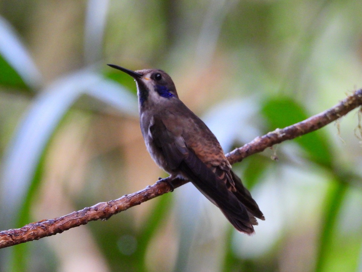 Brown Violetear - ML632881248