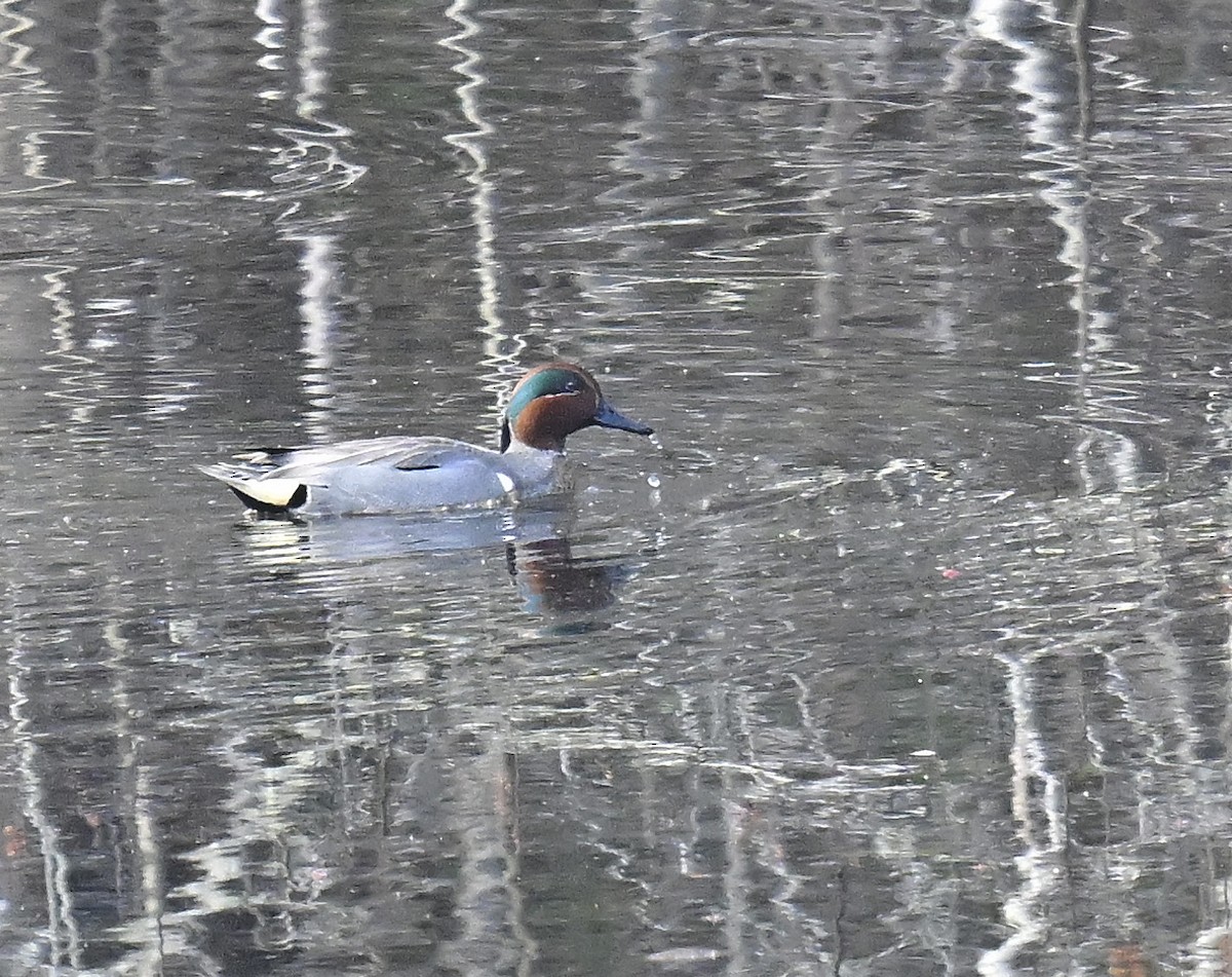 Ногоохон нугас - ML632881256