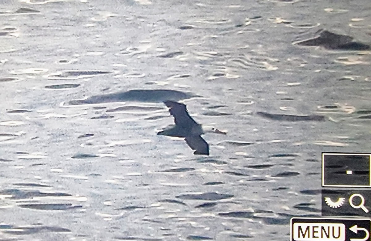 Waved Albatross - ML632881447