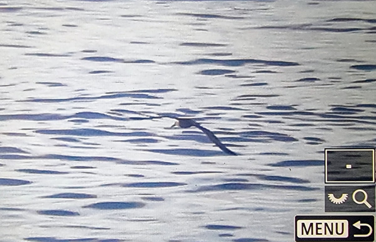 Waved Albatross - ML632881449