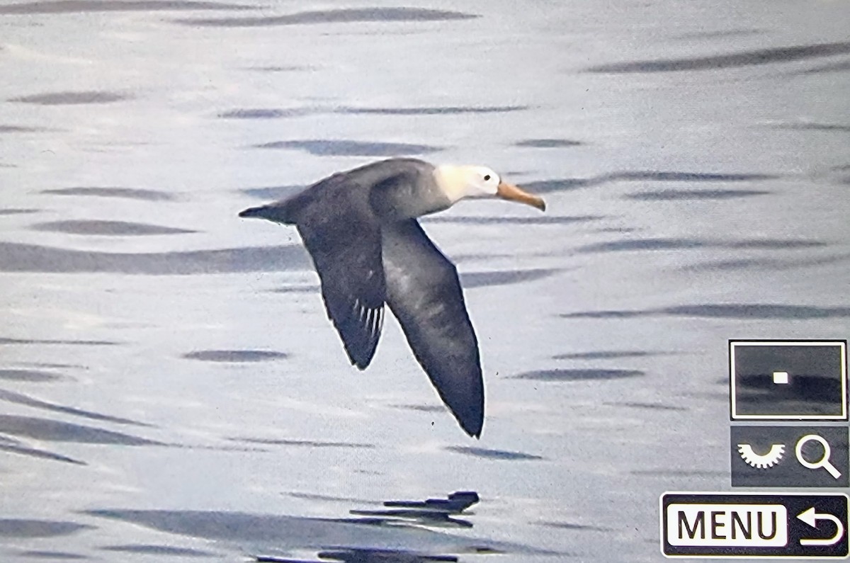 Waved Albatross - ML632881536
