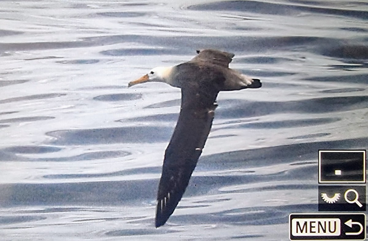 Waved Albatross - ML632881537