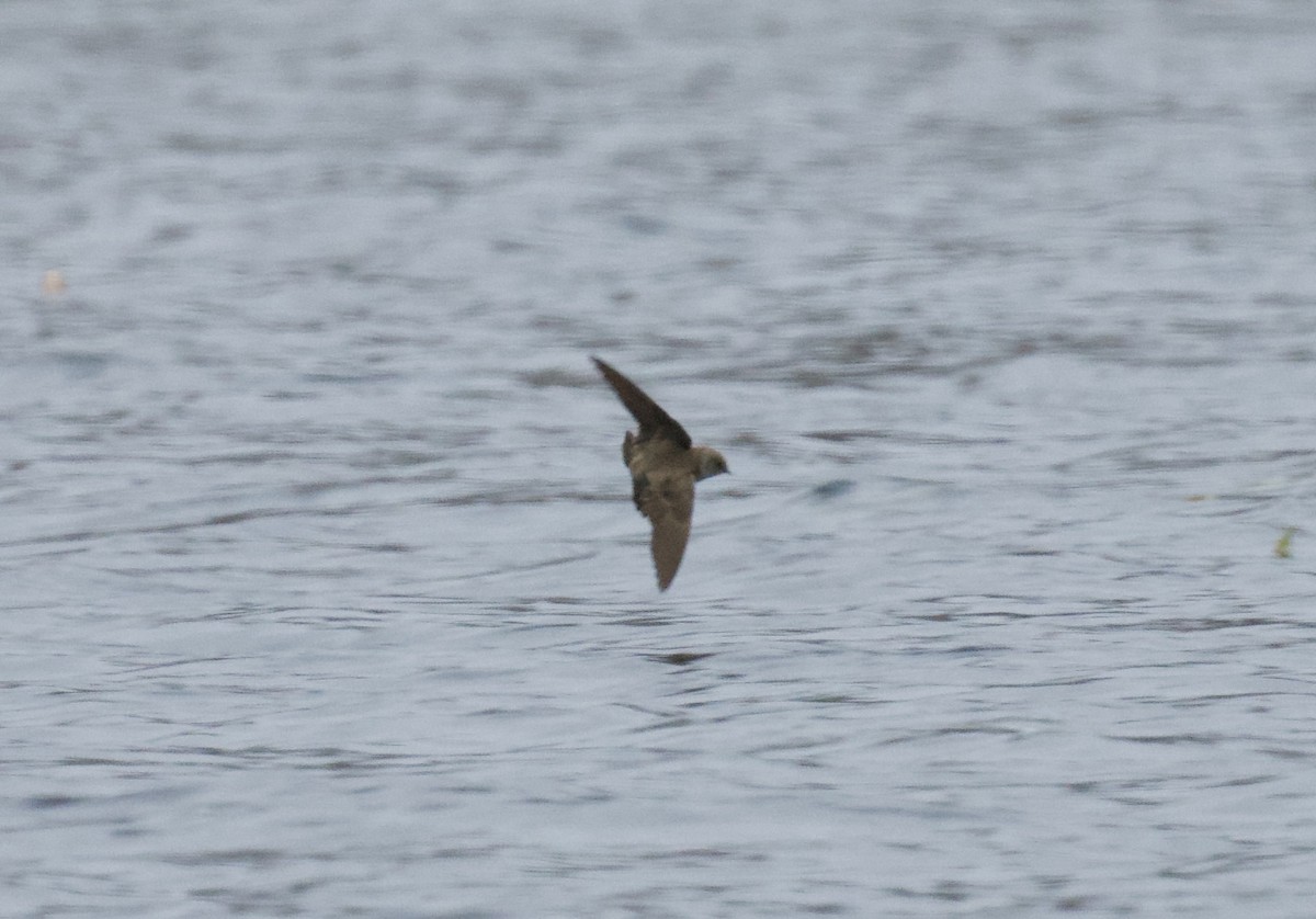 Northern Rough-winged Swallow - ML632881582