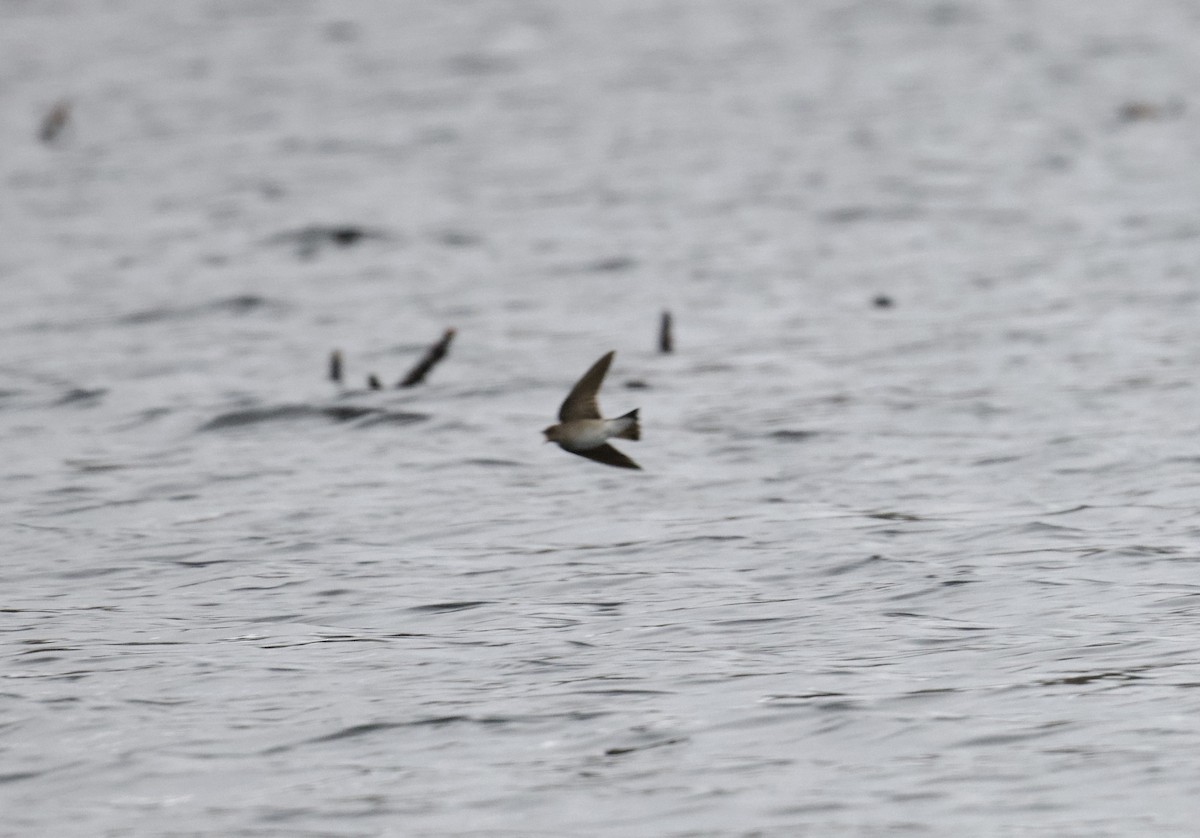 Northern Rough-winged Swallow - ML632881583