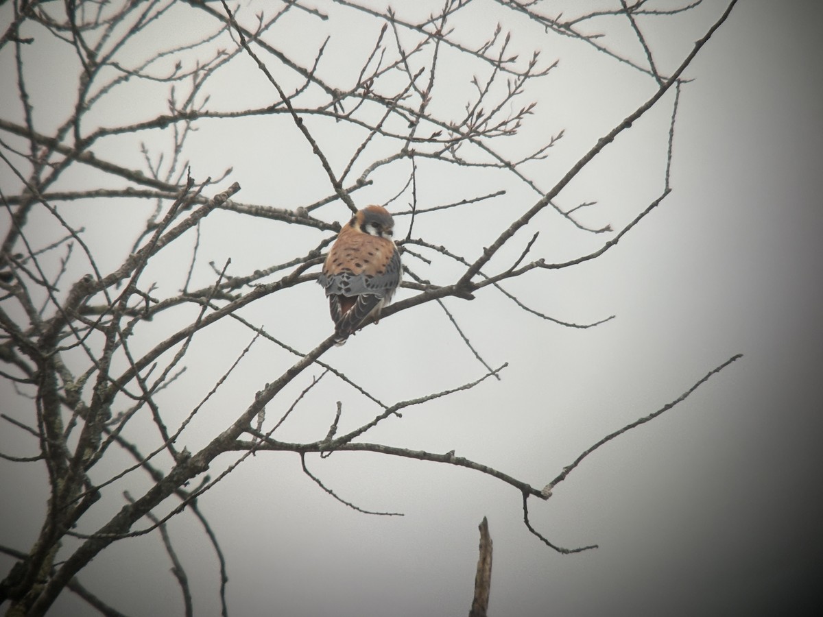 American Kestrel - ML632881786