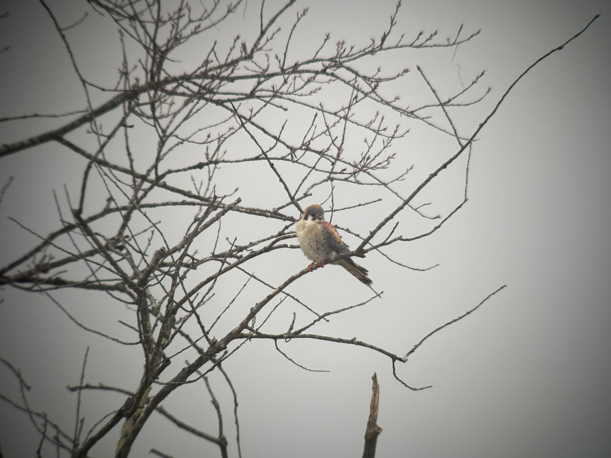 American Kestrel - ML632881787