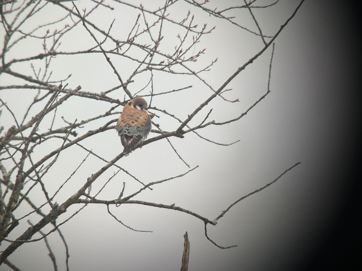 American Kestrel - ML632881788