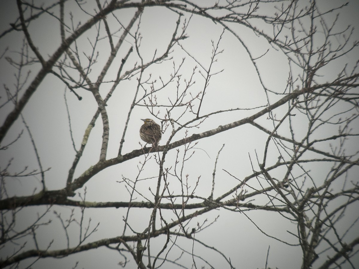 Eastern Meadowlark - ML632881802