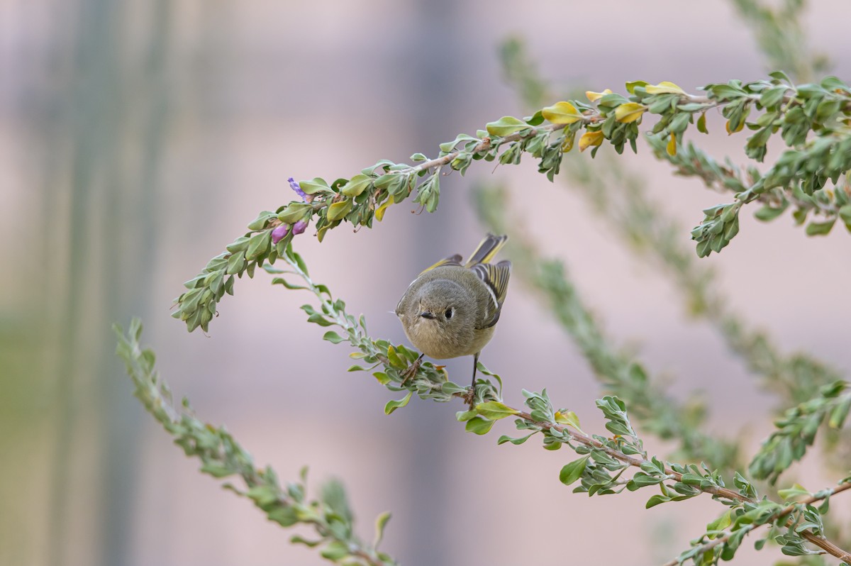 rubinfuglekonge - ML632881811