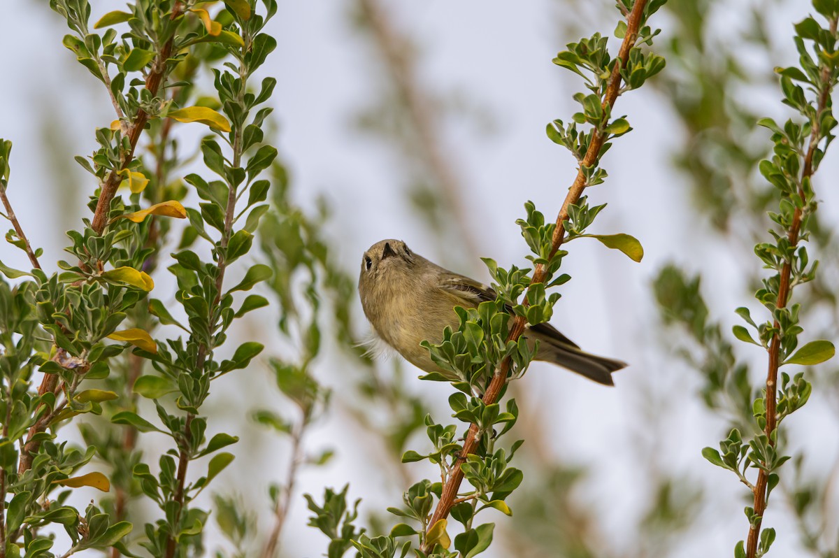 rubinfuglekonge - ML632881813