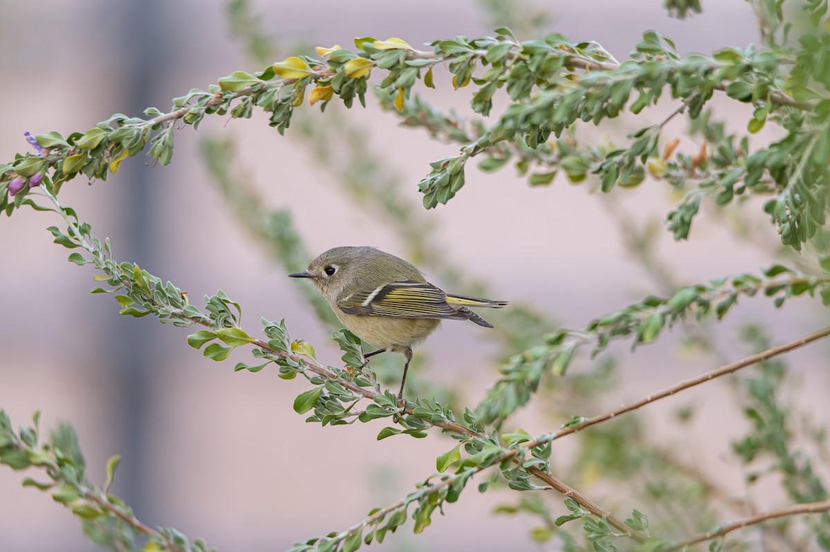 rubinfuglekonge - ML632881814