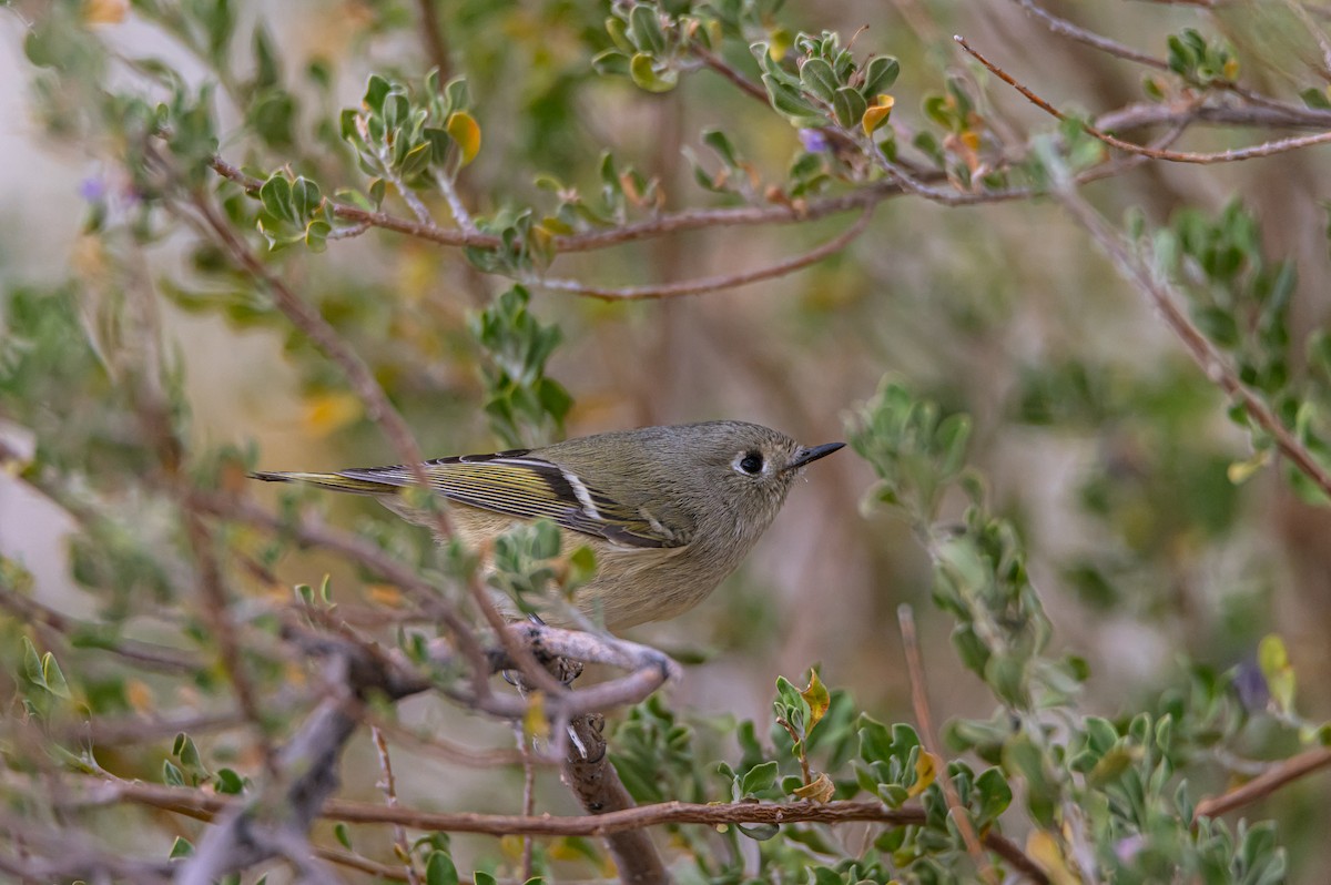 rubinfuglekonge - ML632881815