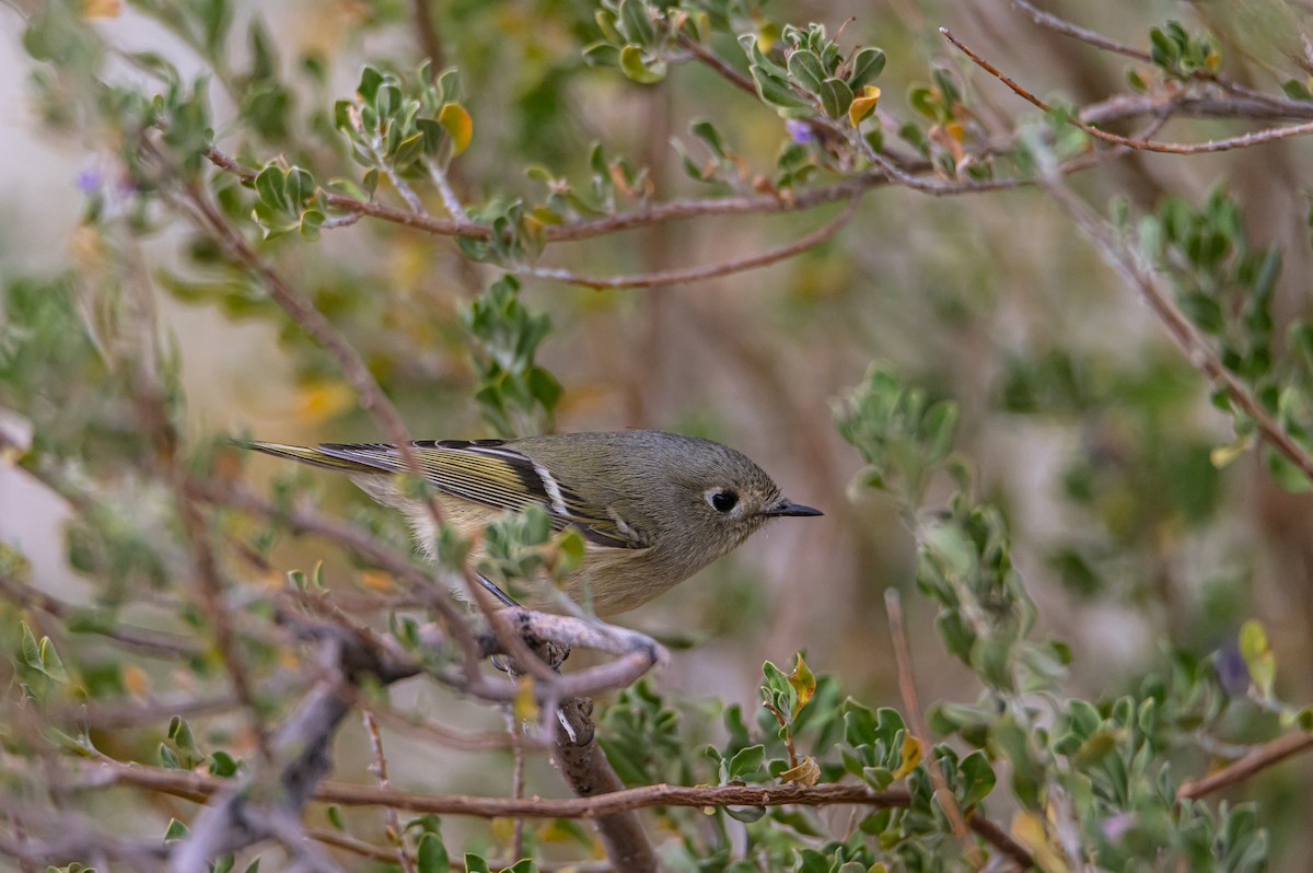 rubinfuglekonge - ML632881816