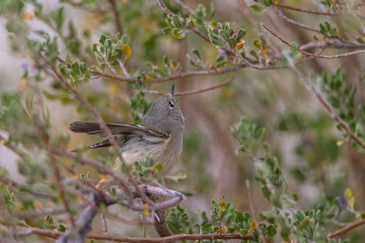 rubinfuglekonge - ML632881817