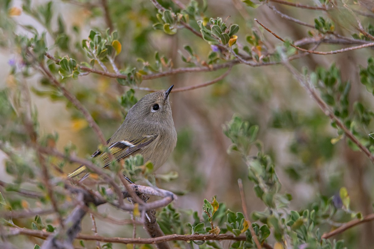 rubinfuglekonge - ML632881818