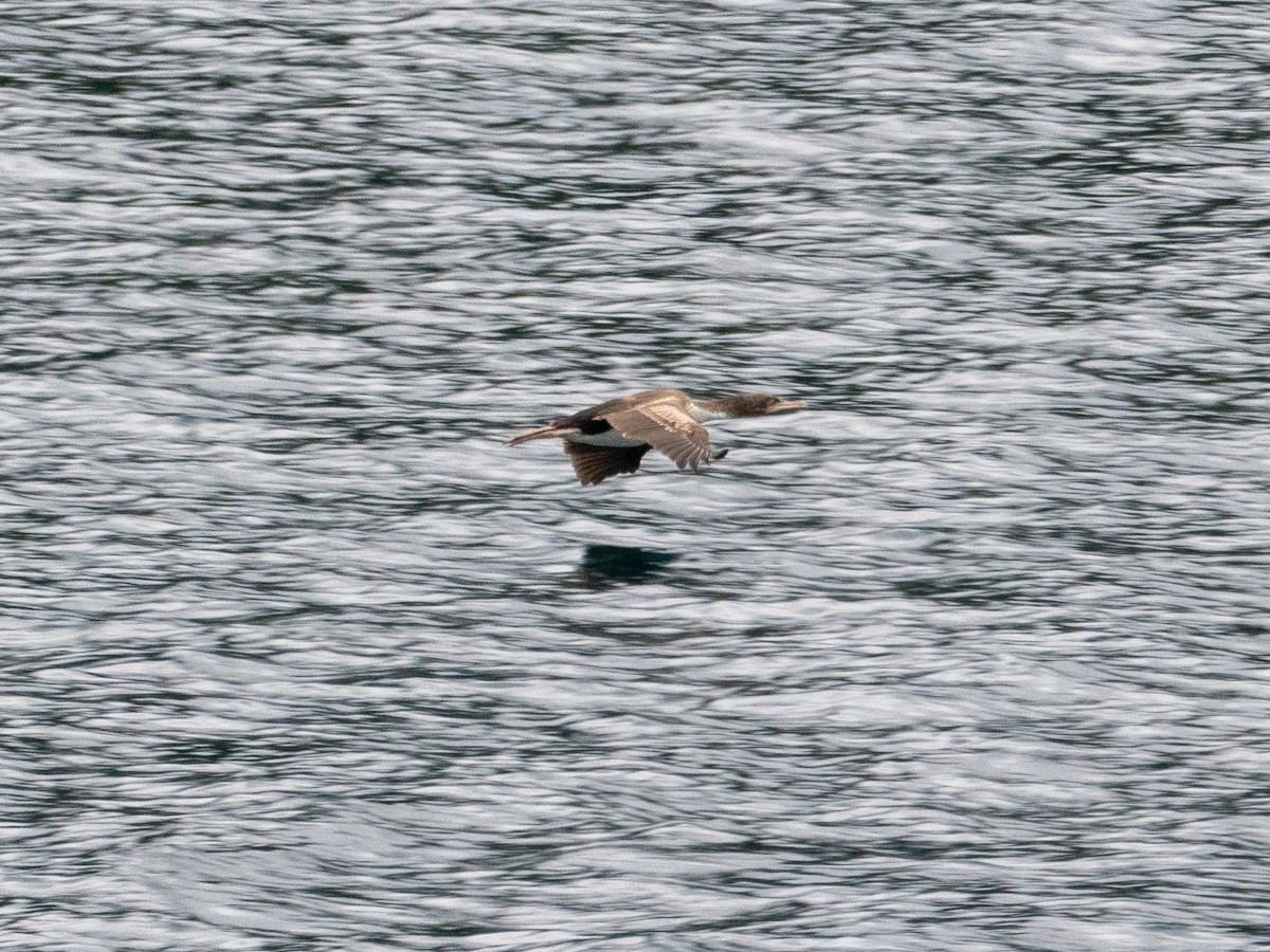 New Zealand King Shag - ML632881842