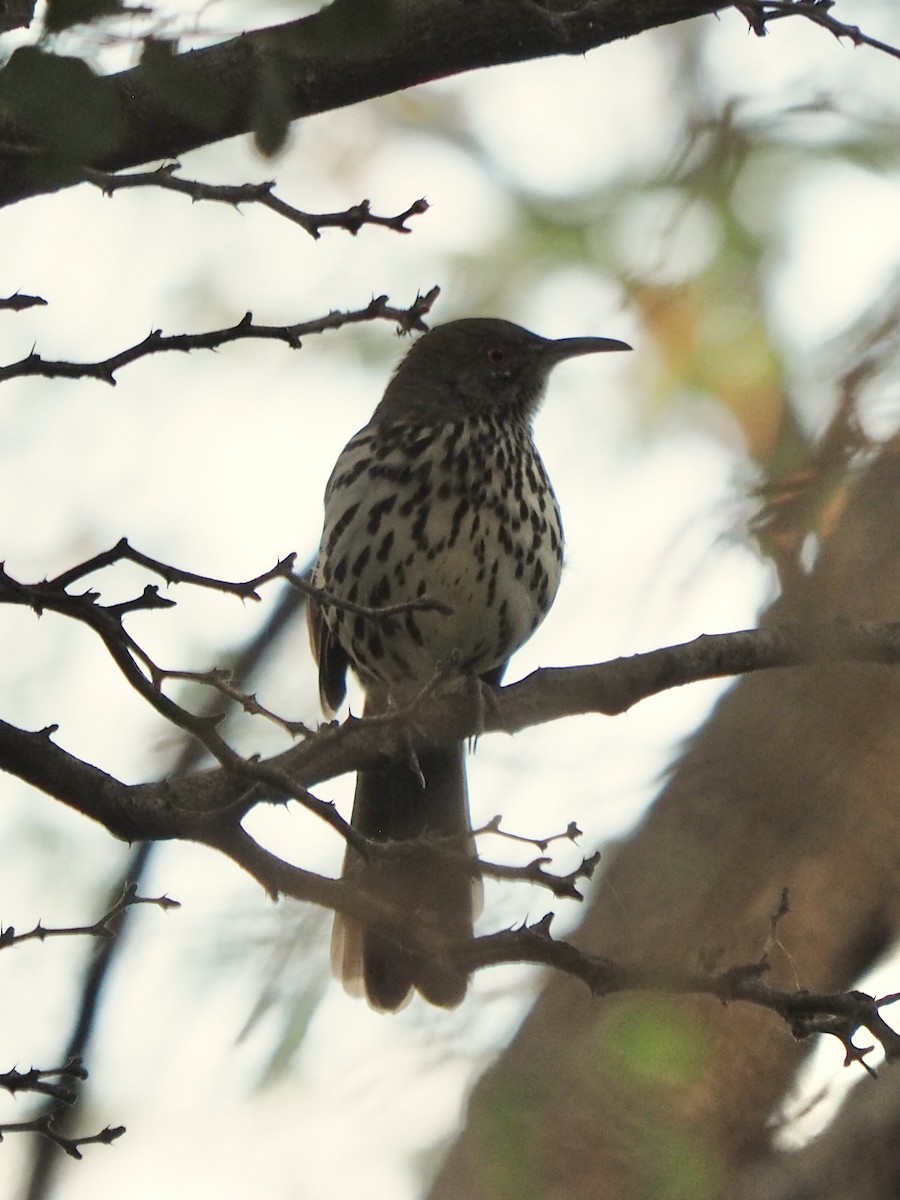 Long-billed Thrasher - ML632881910