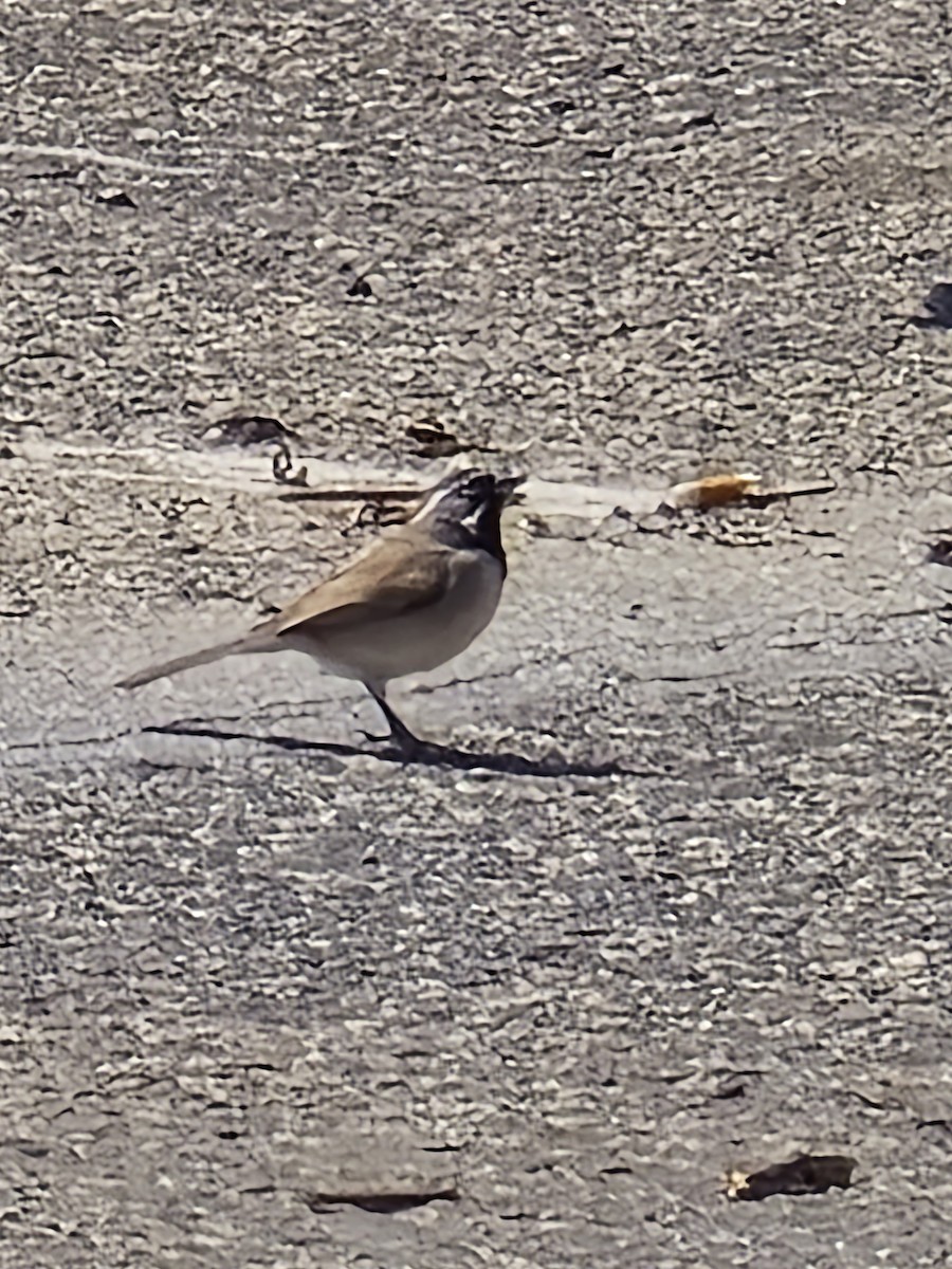 Black-throated Sparrow - ML632881929