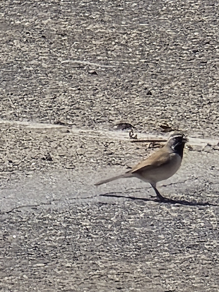 Black-throated Sparrow - ML632881930
